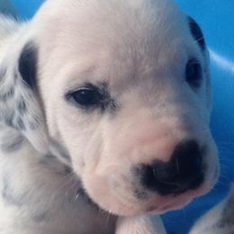 Dalmatian Puppies from Westview Dalmatians