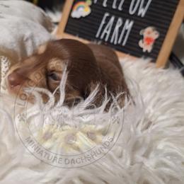 Chocolate and cream 4 - Chocolate and cream female Dachshund puppy in Gordon, Georgia from Long Dogs Yellow Farm