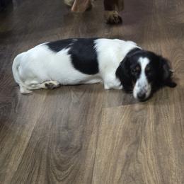 MooMoo - Dachshund