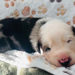 Lainey - Blue merle female Australian Shepherd puppy in Mckenzie, Tennessee from Whispering Iris Aussies