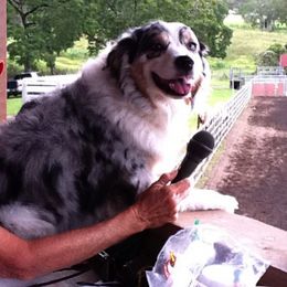 Australian Shepherds from Breeze n Aussies