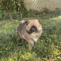 Pomeranian Puppies from Rocky Branch Poms