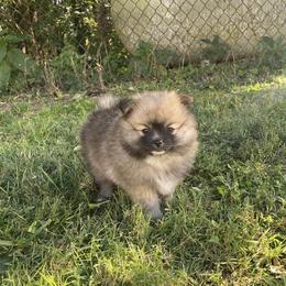 Pomeranian Puppies from Rocky Branch Poms