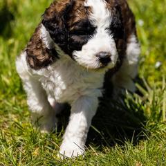 Bernedoodle, Saint Berdoodle, and Sheepadoodle Puppies from Yankee Doodle Puppies