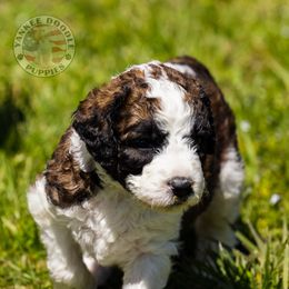 Bernedoodle, Saint Berdoodle, and Sheepadoodle Puppies from Yankee Doodle Puppies