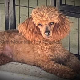 Rainey - Poodle