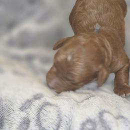 Grey boy - male Poodle puppy in Griswold, Connecticut from Flatrock Kennels of CT