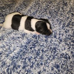 COMET - Black and white male Chihuahua puppy in Fort Myers, Florida from Legends Frenchton's, French Bulldogs ,Boston Terriers, Reindeer chihuahuas & French Bullhuahua's