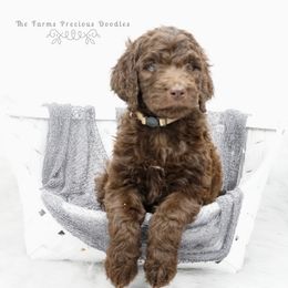 Goldendoodle and Sheepadoodle Puppies from The Farms Precious Doodles