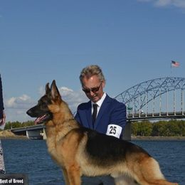 German Shepherds from Legend Shepherds