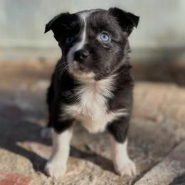 Boo - Black & white female Miniature Australian Shepherd puppy in Luling, Texas from Little Wood Toy and Mini Aussies