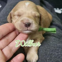 Wilbur - Apricot male Goldendoodle puppy in Humboldt, Minnesota from Sister Doodles