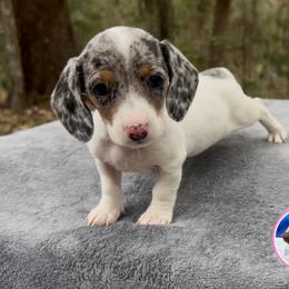 Pretty And Sassy - Dapple female Dachshund puppy in Brunswick, Georgia from Coastal Georgia Miniature Dachshunds