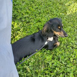 Lily - Dachshund