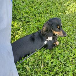 Lily - Dachshund