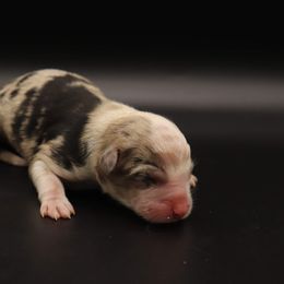 Juniper - Blue merle Miniature Australian Shepherd puppy in Bryan, Texas from Tiny Tail Haven