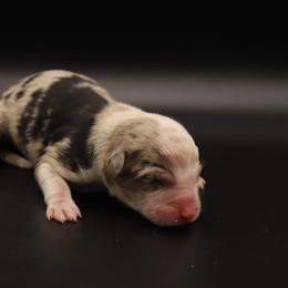Juniper - Blue merle Miniature Australian Shepherd puppy in Bryan, Texas from Tiny Tail Haven