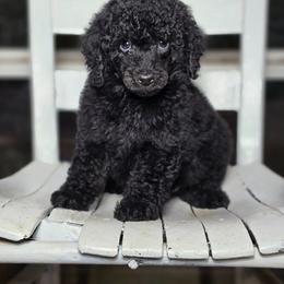 Aussiedoodle, Bernedoodle, Cockapoo, Miniature Australian Shepherd, Poodle, and Sheepadoodle Puppies from Jam's Doodles And Poodles