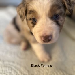 Australian Shepherd Puppies from Aussie Tree-O