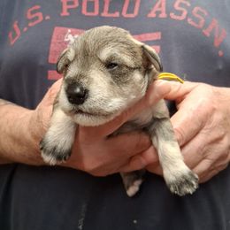 Boy 1 - Salt and pepper male Miniature Schnauzer puppy in Raymond, Washington from Springs Miniature Schnauzers
