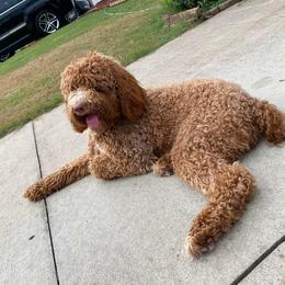 Goldendoodle All Grown Up from Brasingtondoodles