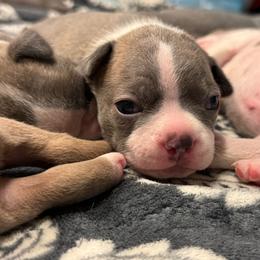 Boy 1 - Lilac male Boston Terrier puppy in Red Rock, Arizona from Cortes Boston Terriers