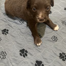 Juniper - Red & white female Australian Shepherd puppy in Waxahachie, Texas from Volks Aussies