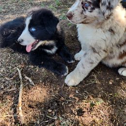 Australian Shepherd Puppies from Southern Boy Blues Aussies