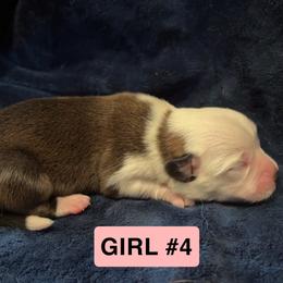 Pembroke Welsh Corgi Puppies from Kelsie Prieskorn