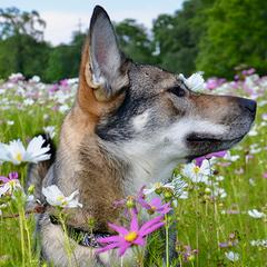 Tamaskans from Sundog Tamaskan