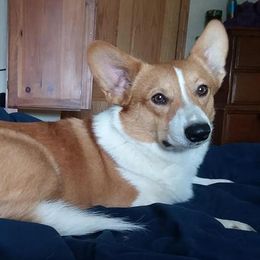 Pembroke Welsh Corgis from Havaheart Corgis