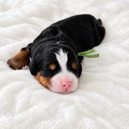 Buddy green collar - Tri-color male Bernedoodle puppy in Boynton Beach, Florida from Lolli’s Bernedoodles