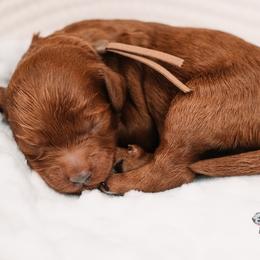 Woody - Red  male Goldendoodle puppy in Lima, Ohio from Hommel’s Mini Darling Doodles