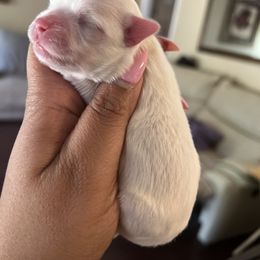 Maltese, Maltipoo, and Poodle Puppies from Healing Pawz LLC