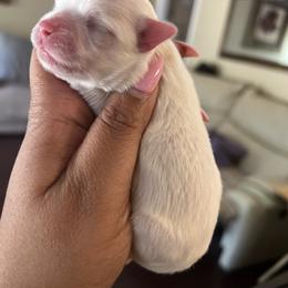 Maltese, Maltipoo, and Poodle Puppies from Healing Pawz LLC