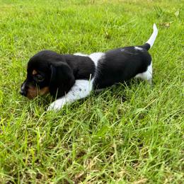 Shades AKC FULL - Piebald male Dachshund puppy in Gentry, Arkansas from Sweet As Pie Doxies