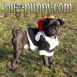 Pug Puppies from Pug Puppies of Boston
