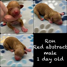 Ron - Red  male Poodle puppy in Wheatland, California from Sapphire Ridge Poodles