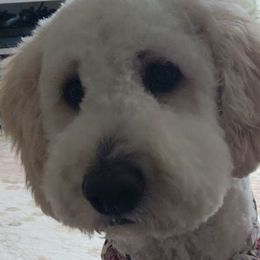 Double Doodles and Goldendoodles from Hamstead Goldendoodles