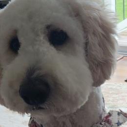 Double Doodles and Goldendoodles from Hamstead Goldendoodles