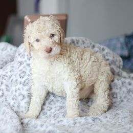 Boy 3 - Poodle puppy in Oklahoma from Rosebud Kennels