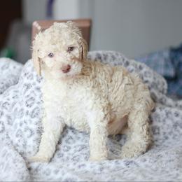 Boy 3 - Poodle puppy in Oklahoma from Rosebud Kennels