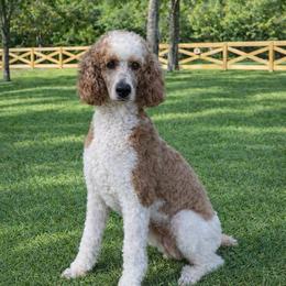 Poodle - Parti female Poodle puppy in La Grange, Georgia from Heartfelt GoldenDoodles