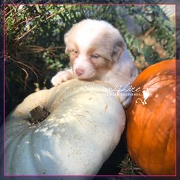 Australian Shepherd Puppies from Davishire Australian Shepherd