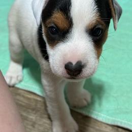Bruiser - Tri-color male Jack Russell Terrier puppy in Yakima County, Washington from Saddle Rock Kennels