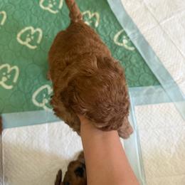 Prince - Chocolate and tan male Shih Tzu puppy in Lawrenceville, Georgia from Private Home