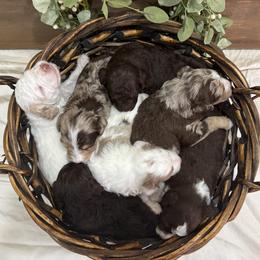 Aussiedoodle puppies from Creek Bend Farm