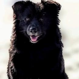 Mouse - Australian Shepherd
