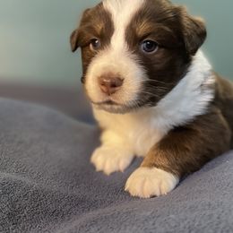 Australian Shepherd Puppies from Midwest Guardian Aussies