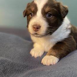 Australian Shepherd Puppies from Midwest Guardian Aussies
